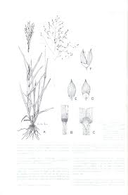 Image result for Panicum schinzii