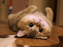 Hasil gambar untuk kucing