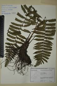 Image result for Ctenitis