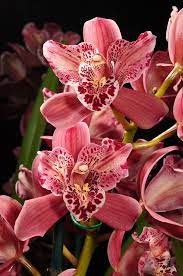 Cymbidium Strathdon Cooksbridge Fantasy Unusual Flowers Beautiful Orchids Blooming Orchid
