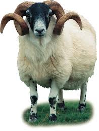 Von wann bis wann war der dreißigjährige krieg? Duden Widder Rechtschreibung Bedeutung Definition Herkunft