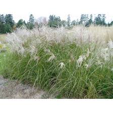 Maybe you would like to learn more about one of these? Miscanthus Sinensis Sarabande Maiden Grass Paramount Nursery Inc