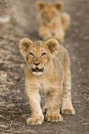 Pin On Lions أس ـــــود