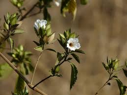 Image result for Petalidium parvifolium