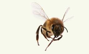 Maybe you would like to learn more about one of these? Bee Exterminators For Homes And Businesses In New York Enviropest