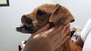 La desgarradora historia de Abano, el perrito que fue macheteado en  Chalatenango | Noticias de El Salvador - elsalvador.com