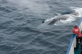 This is similar to the weight of a fully grown female asian elephant. Blue Whale Facts Pictures More About Blue Whale