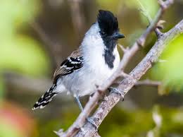 Image result for Entada chrysostachys