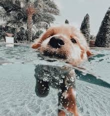 Pin By Yara On V I B E Y In 2020 Cutee Animals Cute Animal Photos Cute Dogs And Puppies
