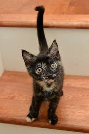 Black And Orange Tortoiseshell Kitten Tortie Kitten Cute Cats Tortie Kitten Pretty Cats