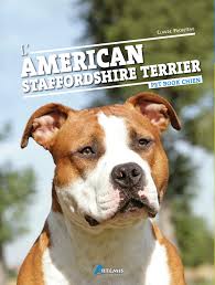 The american staffordshire terrier is a bundle of muscles in an agile package. L American Staffordshire Terrier Pet Book French Edition Pacheteau C 9782844164612 Amazon Com Books