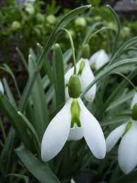 Judy S Snowdrops John Gray Amazing Flowers John Gray Flowers
