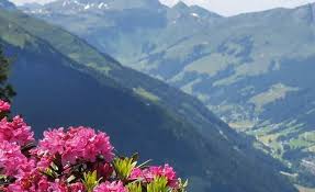 We did not find results for: Alpine Rose Alpenrose The Alpine Treasure Adler Blog
