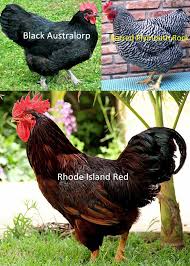 While they do well in the cold. Rhode Island Red Vs Black Australorp Vs Barred Plymouth Rock Manigo Agri Business Park Balungao Pangasinan