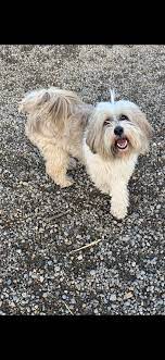 Tibetan Terrier Pups For Sale For Sale In Wexford On Donedeal Tibetan Terrier Dogs For Sale Terrier