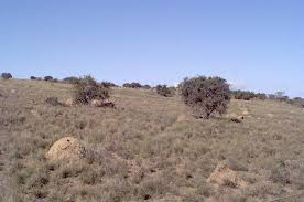 Image result for Sesbania macowaniana