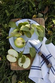 Perhaps you already have a privacy fence, but it looks too bare, and you'd like to dress it up. Gardening 101 Apple Tree Gardenista