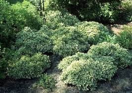 Pittosporum Creme De Mint En Masse Drought Tolerant Landscape Landscape Design Mediterranean Garden