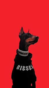 devochki i oboi vkontakte doberman policejskie sobaki doberman shenki