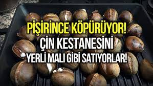 Yalova’da “Çin Kestanesi” Tehlikesi