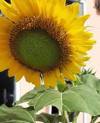 Bunga matahari atau biasa disebut sunflower tidak hanya memiliki bentuk mirip dengan matahari, tetapi pertumbuhannya juga sangat bergantung pada intensitas sinar matahari. 150 Bibit Bunga Matahari 3 7 Hari Sudah Tumbuh Lazada Indonesia