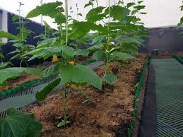 сад огород своими руками огурцы от а до я Vyrashivanie Ogurcov V Teplyh Gryadkah Znachitelno Uskoryaet Ih Plodonoshenie Sadovyj Kontejner Sadovye Idei Idei Ustrojstva Zadnego Dvora
