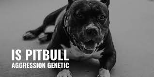 Is Pitbull Aggression Genetic Selective Breeding Social Cues Faqs
