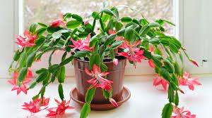 Black grey white brown beige red pink orange yellow ivory green blue purple gold silver multi clear copper. Types Of Christmas Cactus Plants Varieties And Colors