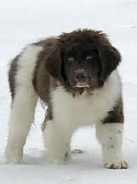 Mn landseer newfoundlands has akc newfoundland puppies bred and raised on our minnesota farm. Clang S Newfoundlands Home