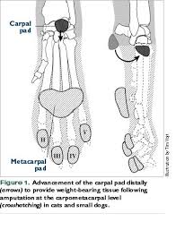 Symptoms of footpad injury in cats. Reconstructing Weight Bearing Surfaces Digital Pad Transposition Vetfolio