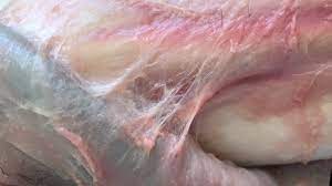 Does Your Horse Suffer From Myofascial Pain Animal Care Munster