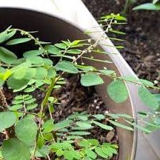 Image result for Phyllanthus mendesii