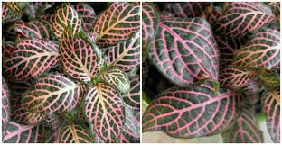 Plant with pink and green leaves. Growing Fittonia Albivenis How To Grow Nerve Plant Pink Angel