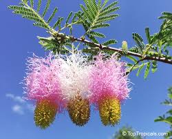 Image result for Dichrostachys