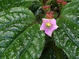 Image result for Calvoa orientalis