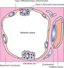Alveolar‐capillary basement membrane (bm) is ultra‐thin (<2 µm) extracellular matrix that maintains integral epithelial‐endothelial cell layers. Jaypeedigital Ebook Reader
