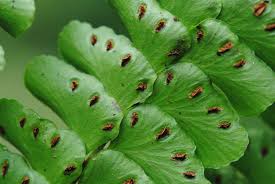 Image result for Didymochlaena