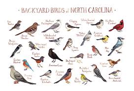 north carolina backyard birds field guide art print