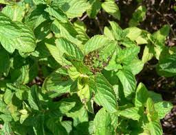 Four Lined Plant Bug Damage To Mint Plant Bugs Pepermint Plant Mint Plants