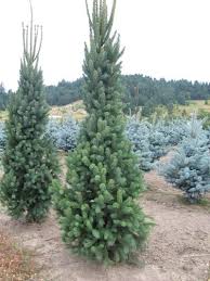 Columnar Norway Spruce 3 For The Backyard Planted 8 Feet Apart To Act As A Privacy Screen Backyard Plants Evergreen Garden Cool Plants