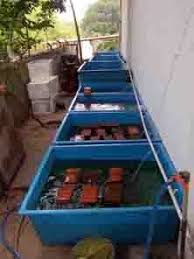 Budidaya Lobster Air Tawar Mydokterhewan