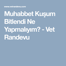 muhabbet kusum bitlendi ne yapmaliyim vet randevu muhabbet kuslari kus olinda