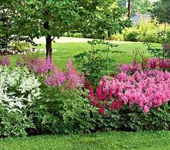 Cornerstone Astilbe Collection Shade Garden White Flower Farm Shade Perennials