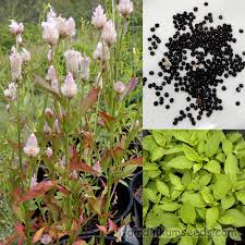 Lagos Spinach Cockscomb Celosia Argentea Seeds Fair Dinkum Seeds