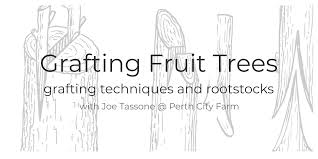 Basically, graftage is the joining of a scion (bud or shoot) of the desired cultivar to a plant with an established root system (rootstock). Grafting Fruit Trees With Joe Tassone 8 Mar 2018