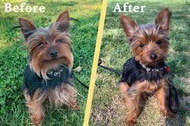 If you have a yorkshire terrier when we talk about haircuts, you may be confused that you have only two traditional variants of. Yorkie Puppy Cut Tips Diy Instructions The Dog Tale