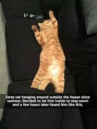 Home At Last Click The Photo For More Adorable And Cute Cat Videos And Photos Cutecats Cats Kittens Catvideos Cat Memes Cats Cute Funny Animals