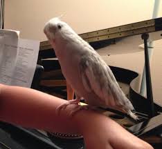 Fs22 Full Yellow Grey Cockatiel 5 To 7