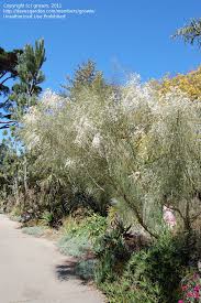 Image result for Retama monosperma