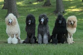 This lively dog needs lots of exercise and loves the water! Standard Poodle Standard Poodle Photo 35916976 Fanpop